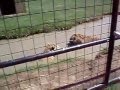 Aslan Kaplan Melezi Çok Saldırgan (Kaslan)