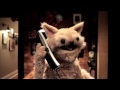 This Cat is NED Episode 8: "Telemarketers"