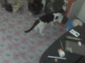 image Kucing Pintar Lagi Kencing Di Toilet