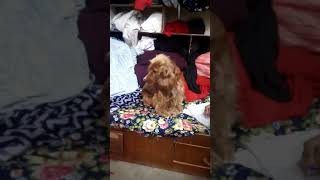 Funny videos(7)