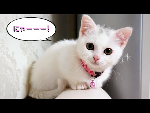 お腹が空いたと鳴く子猫マンチカン Munchkin cat