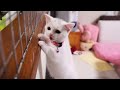 お腹が空いたと鳴く子猫マンチカン Munchkin cat