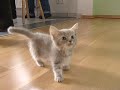 Cute munchkin baby kitten talks too much