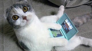 Funny Cats Compilation - You Die After Watching