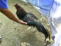 image Adu Ayam Jebrettt Ayam Bangkok Pukul Ko Lawan Langsung Mati Ahay