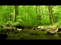 Relaxing Nature Sounds 8 - 80 Minutes of Binaural Woodland Ambience & Trickling Stream Sounds