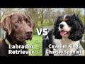 Cavalier King Charles Spaniel Compared With Labrador Retrievers | Adventure Dog Training