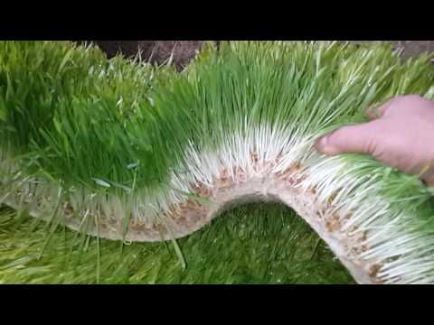 Кашеварка для свиней фото 177