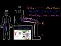 stretch reflex