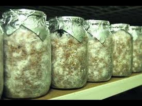 Как сделать маточный мицелий