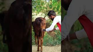 Funny Moment In Village