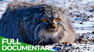 Wildlife Instincts: Pallas's Cat - Master of the Plains | Free Documentary Natur