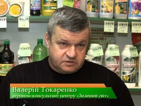 Купить саженцы клубники, фриго, Веснодар интернет магазин Посадка картофеля под солому - как сажать и ухаживать видео