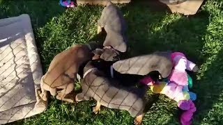 Funny Dogs And Cats Videos Compilation 2019 #4 - Cute Pets Channel
