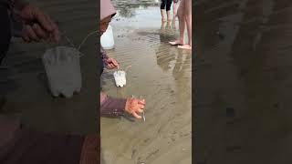 Expert Catching Razor Clam