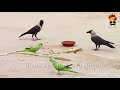 देसी जानवरों की मारवाड़ी काॅमेडी । Desi Animals Talking Funny Marwadi Comedy । fun with singh