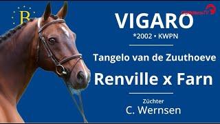 Vigarohengststation Bachl2024Bachl Weekendhengstschau