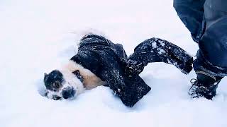 Собака В Одежде. Весёлые Животные #Funnydog#Funnypets#Cutedog #Dresseddog#Dogdress#Dogstyle