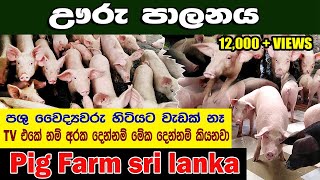 Watch Pig Information video