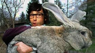 Bunny Wreaks Havoc At Kids Park