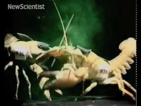 Crayfish sex