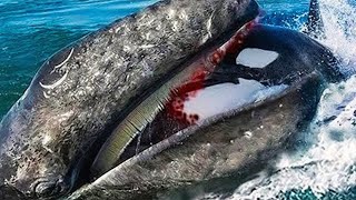 30 Times Sea Animals Messed With The Wrong Opponent
