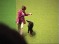 Crufts 2010 Golden Retriever Gundog Group Part 1