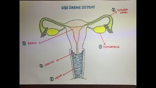 DİŞİ ÜREME SİSTEMİ