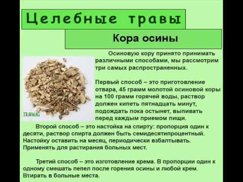 Осина лечебные свойства при простатите Осина лечебные свойства при простатите