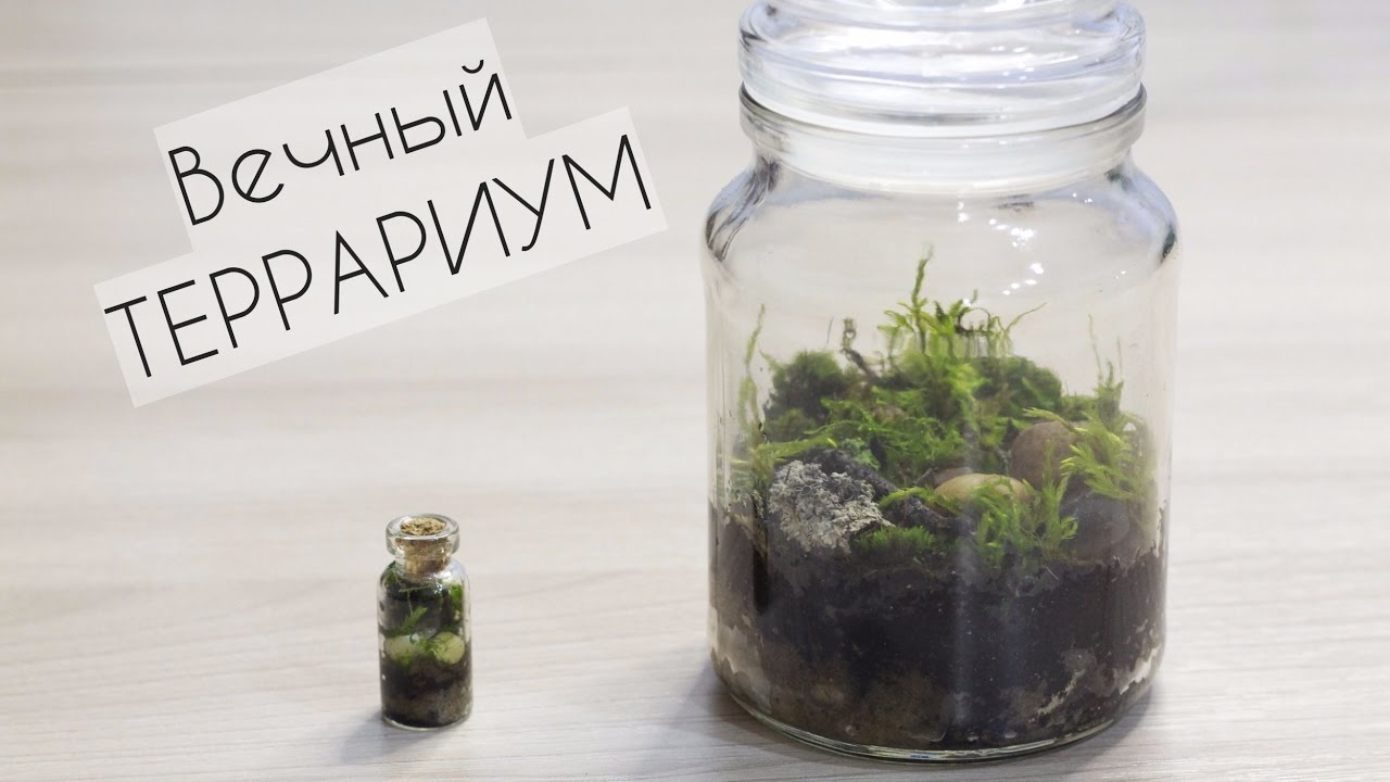 Своими руками природа в банках Своими руками природа в банках