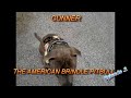 Video GUNNER THE AMERICAN BRINDLE PITBULL[EPISODE 2]