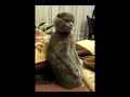 Cat is watching "Star Wars" (Кот смотрит "Звездные Войны")