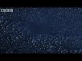Emperor Penguins in Antarctica - BBC Planet Earth