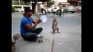 Mr & Mrs MONKEY dance Show for KIDS - Acrobatic Stunt n Show !!! Mr & Mrs MONKEY dance Show for KIDS - Acrobatic Stunt n Show !!!