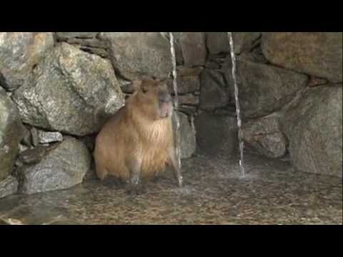 カピバラさんの打たせ湯 - 長崎バイオパーク [Capybara]