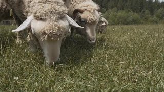 Pair Of Sheep Eating Gr Stock Video