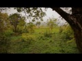 Видео В царстве слонов  Тайны дикой природы Индии