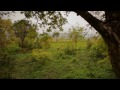 Видео В царстве слонов Тайны дикой природы Индии Видео В царстве слонов Тайны дикой природы Индии