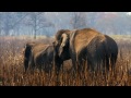 Video В царстве слонов  Тайны дикой природы Индии
