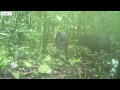 Camera Trap Tv Cttv Series 1 Collared Peccary images Camera Trap Tv Cttv Series 1 Collared Peccary