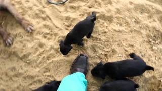 Jagd X Drahthaarpit Pups