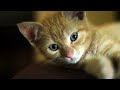 A Cat's life - The kitten