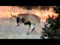 Cougar Attack !!! MuleyCrazy 6: Trophy Mule Deer Overdose