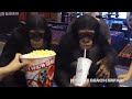 Chimpanzees Get Ready To War For Planet Of Apes Chimpanzees Get Ready To War For Planet Of Apes