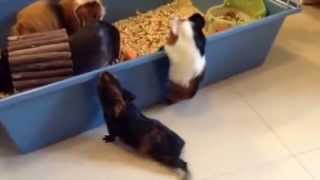 Videos Cobayas Animales Graciosas Y Chistosas Funny Videos Of Animals Guinea Pigs And Funny Rubius