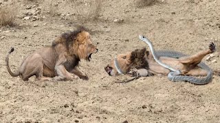 Epic Battle Between Lions, Black Mamba And King Cobra