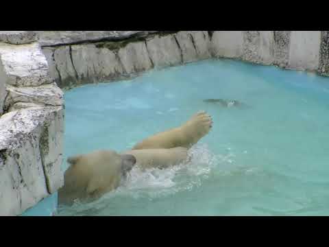 ホッキョクグマ くるりとキロル（円山動物園）