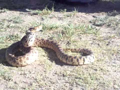 battle snake vs pitbull