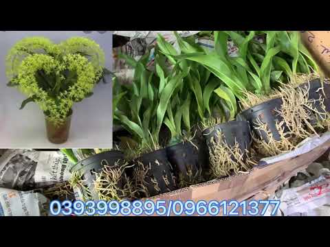 VŨ NỮ HOÀNG HẬU XANH 120k..bao ship từ 3 chậu…Lh 0393998895/0966121377