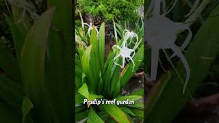 Spider Lily Plant Aa